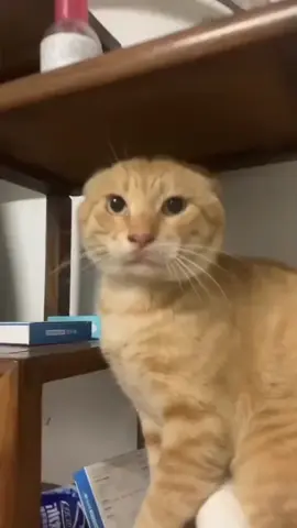 قط مسوي نفسه معلم كونغ فو #kong_fu_cat #funny 