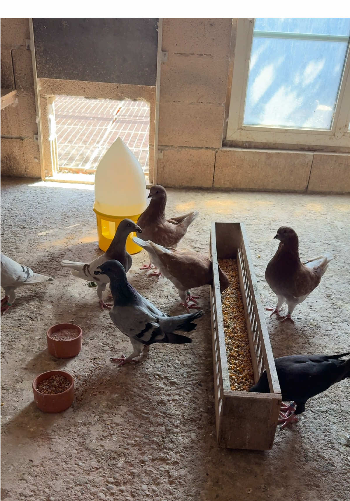✨ A perfect moment in the loft ✨ Here are my beautiful Dino Exhibition Homers, enjoying their time together under the warm sunlight. Watching them in this golden light, so calm and so full of life, is truly something special. 🕊️ Every bird has its own personality, its own beauty, and when they gather like this, it feels like a living painting. The way they shine in the sun, the way they move and eat together, reminds me why I love raising pigeons so much. Moments like these are simple, but they mean everything. Pure peace, pure beauty, pure joy. 🌞❤️ #ExhibitionHomer #Pigeons #LoftLife #PigeonLovers #PeacefulMoments