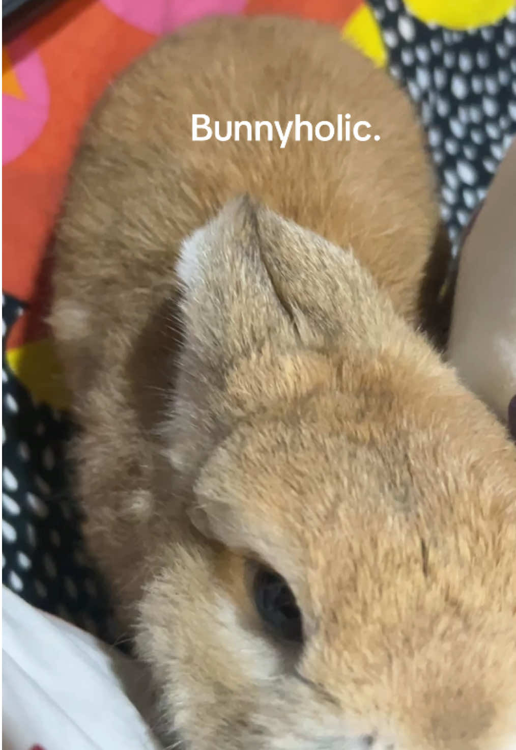 #rabbit #กระต่าย #กระต่ายnd #bunny #กระต่ายน่ารัก 