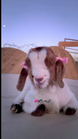 #اكسبلورexplore #اكسبلورexplore #اكسبلووووورررر 