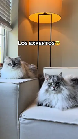 Expertos de la universidad de MICHIgan 📑🤓 #gato #gatos #gatosdetiktok 