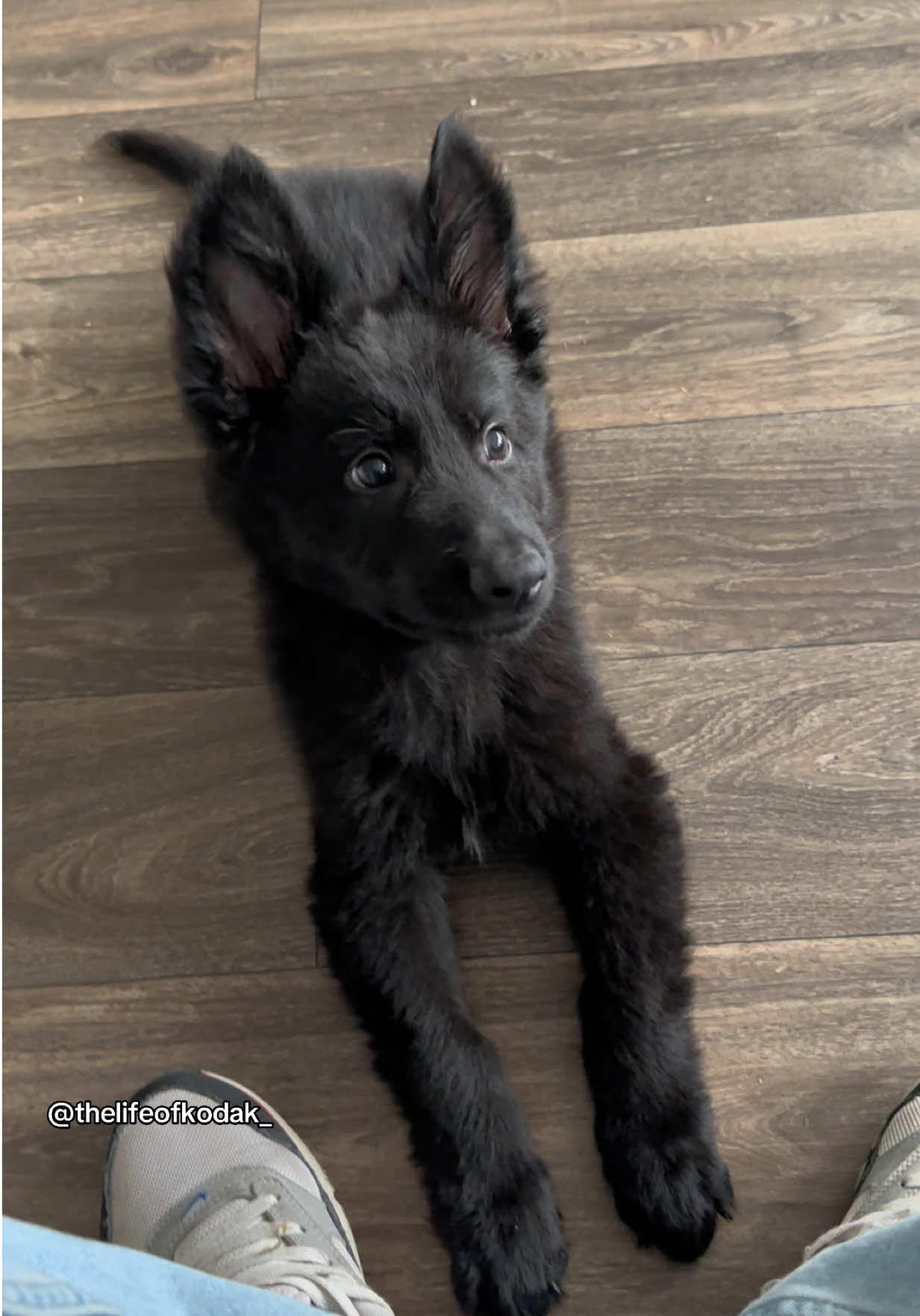 My Boy Is Learning Fast 🥹🥹 #germanshepherdsoftiktok #germanshepherd #blackgermanshepherd #puppy #gsd 