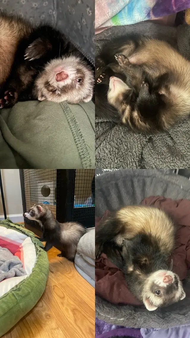 My sweet babies. I didn’t know just how much love a pet can give you until I met ferrets lol. At first it was Zulu and Calypso, the minute I saw them I was IN LOVEEEE 😍 seriously, dude. Instant connection. I instantly felt bonded with them. Meeting them in their senior years meant not having as much time with them as I wanted.. actually only about a year and some change. When I lost the girls I didn’t know what to do. I was just… dead inside. Well… the girls must have sent these two straight to me from the rainbow bridge, picked them out special just for me. Because than we found these two sweet babies. Living in absolutely terrible conditions at a petco. We had to save them. And we did. This is Belial (Bailey) and Asmodeus (Ozzy) 🥹 they are so amazing. And they remind me of the girls so muchhhh!! Ozzy is very much like Zulu was, and Belial is very much like Calypso was! I love ferrets so much. They are little healers 🫶 #ferrets #savedmylife #Love #fyp #foryoupage 