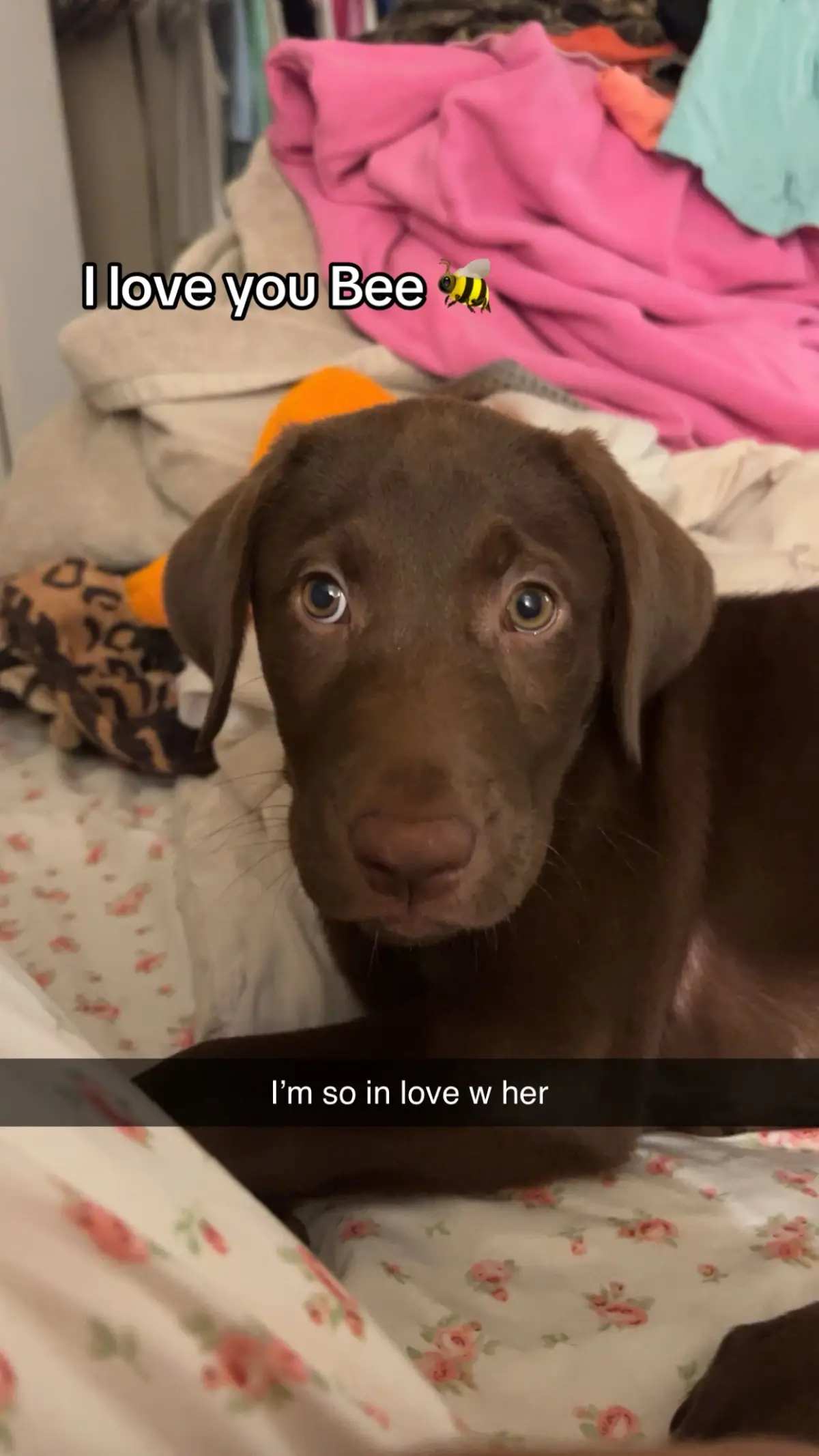 Happy 5 months to my little bee🐝 #puppy #chocolatelab #fentysuperbrandday 