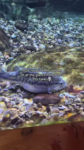 They be gatekeeping the GIANTS!😭 #fishing #fishtok #fishingvideos 