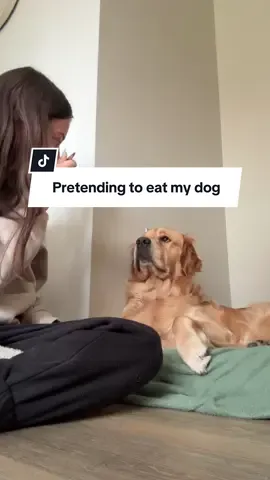 Mother please stop #dog #funny #goldenretriever #dogtrend #ragebait 