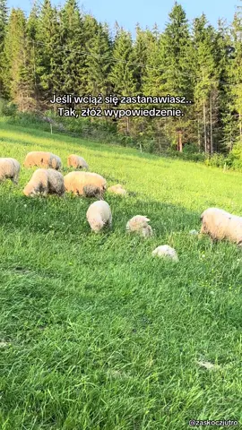 Jak długo udało Wam się wyrzymać w toksycznym dla Was miejscu ? #wypowiedzenie #byćszczęśliwym #praca #spokój #nature 