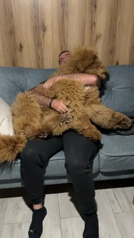 #тибетськиймастиф #mastiff #tibetanmastiff #mastiffsoftiktock #собачийблог 