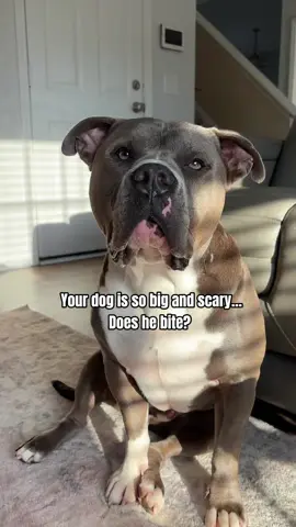 In his defense: he just wanted to give me kisses and hugs… he usually never body slammes me like this so I just stood there and waited for him to come and give me kisses 😂😂 #americanbully #bullybreeds #doglove #funnydog #dogparents #dogcontent #doglovers #funnydogs #dogowner #dogs #doghumor Dog life, dog humor, dogs, funny dogs, cute dogs