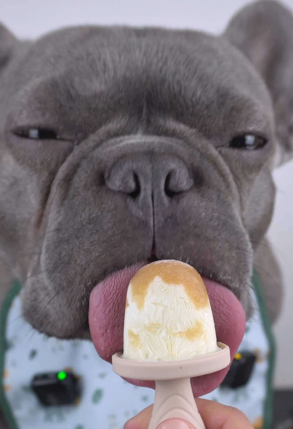 #relaxing #satisfyingvideos #asmr #eating #cutedog 