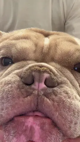 Ziggy really IS macaroni with the chicken strips 😂🐶  #DogTok #FunnyDog #ChunkyDog #MacaroniWithTheChickenStrips #PetTok 