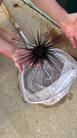 I can’t believe @Fishingarrett grabbed this creature with his hands 😳 #creature #ocean #longervideos #Outdoors