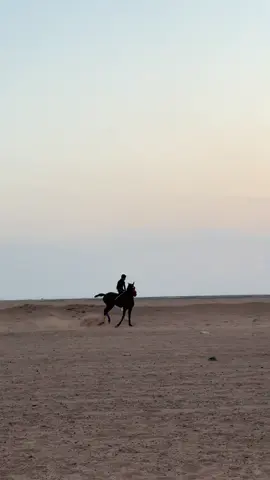 العاصفه 🔥#العطاوي #سباقات_عفيف #خيل_وخياله🐎 