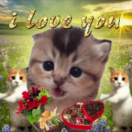 I love you🩷🎉#sillycatsoftiktok #catsofttiktok #sillycat #catlover #cattok 