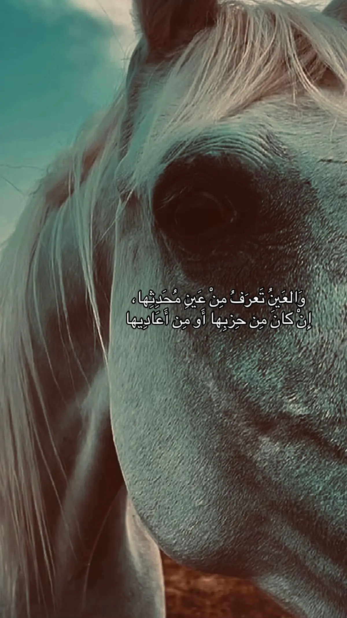 #تصويري #خيل_وخياله🐎 #الزمن_الجميل #اكسبلورexplore #حكم 
