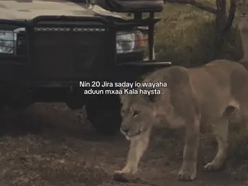 DhiB . . . #fyp #foreyou #somalitiktok #lander 