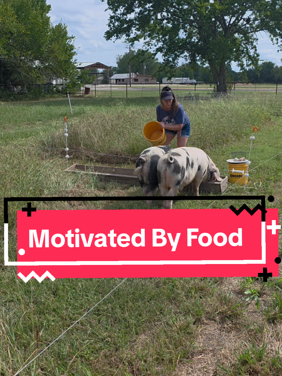 When pigs are trained on hot wire and food-motivated, moving them is a breeze! Watch the Mrs. handle this move solo. #farmtok #pigfarmer  #homesteadlife #farming #pigsoftiktok 