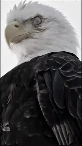 واللي اتكسر عمره ما يتصلح#ابعتهالوو⚔️🧿 #ترند #تصميم_فيديوهات🎶🎤🎬 #اكسبلور #الشعب_الصيني_ماله_حل😂😂 