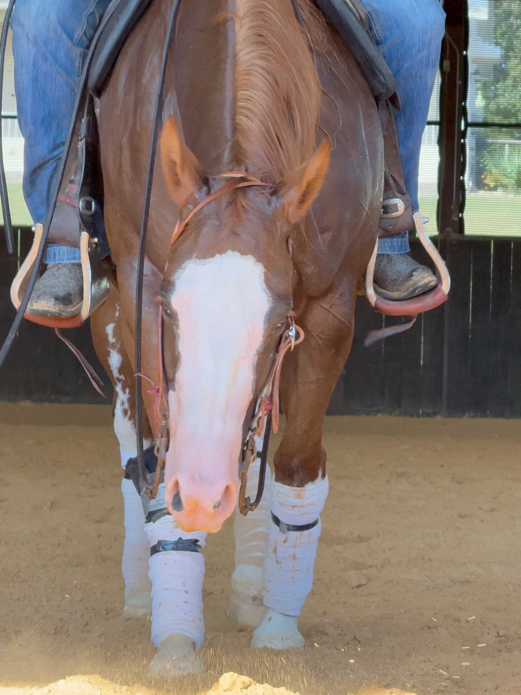 Bob proving she’s got the moves! 👊🏾〽️ #HorseTraining #MattMillsReining #horsetrainer #fyp #viralvideo #viral #horsesoftiktok #reining #reininghorse #horsetraining #horse #HorseVideos #Equestrian #HorseRiding #EquestrianLife #HorseLovers #HorseTok