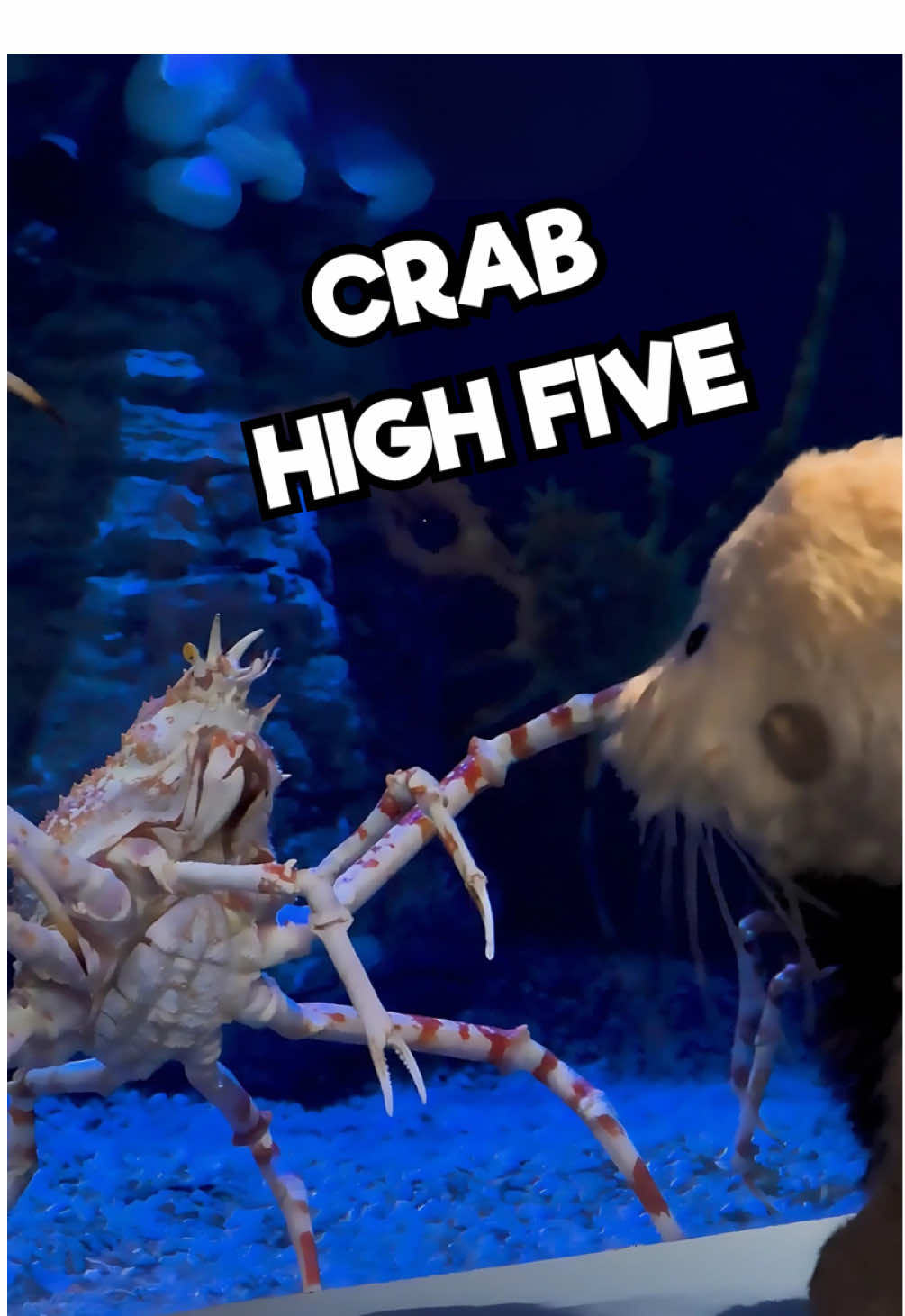 Elsie may think our giant spider crab looks like a snack, but he isn’t! (Not for an otter, anyway!) Even if she visited the natural range of the Japanese Giant Spider crab, Elsie wouldn’t be likely to dive deep enough to encounter them. (Note: JGSC’s generally start appearing at a depth of 160 feet or so, so SOME sea otters could reach them, but Elsie (please don’t tell her we said this) isn’t exactly known for deep diving. For example, last week she told us she took “a really MAJOR dive” to snag some urchins, but we measured it and it was only like 25 feet, which isn’t even half of the 60-80 foot dives a lot of other otters make on a regular basis. So we can promise, spider crabs won’t be on  Elsie’s menu any time soon! @Aquarium of the Pacific 🦭 