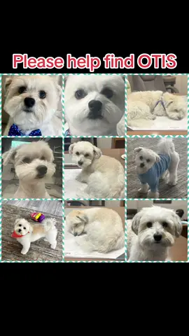 URGENT:  PLEASE HELP BRING HIM HOME! Otis has been missing since 8-25-25 He went missing at Hicks Airfield on Aviator Dr. and Bonds Ranch Rd. in N Fort Worth/Saginaw CALL OR TEXT WITH ANY INFORMATION 817-999-7997 $5000 REWARD❤️❤️❤️❤️❤️❤️ He was last seen wearing a blue harness.  Otis has tan markings on his back and ears.   He also has blue coloring around his eyes.  We believe someone has picked him up.  If you know someone who just recently got a dog, please encourage them to check to make sure it’s not Otis.   Otis is microchipped. #fortworth #saginaw #texas #stolen 