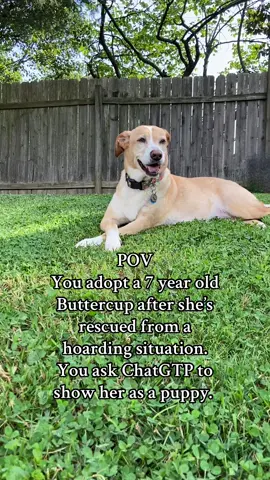 And now she’s a happy 12 year old lady. #dogsoftiktok #seniordog #rescuedog 