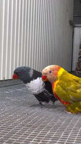 #parrotsoftiktok #growmyaccount #foryoupage❤️❤️ #fypシ゚ 