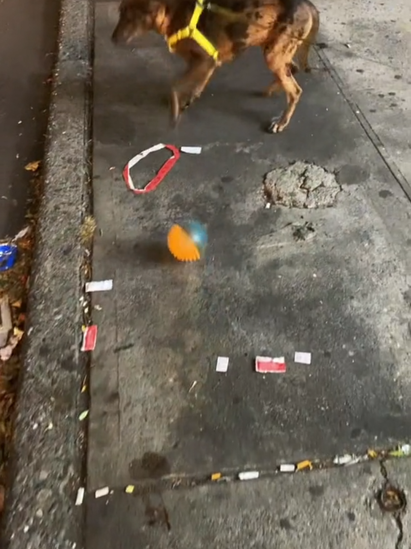 skinny ahh dog need some protein lol