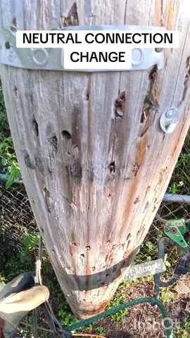 Neutral connection change without killing power to the customer.  Ft Moose 🫎 🐕 #Americasfavoritelineman #lineman #apprentice #bluecollar #SkilledTrades 
