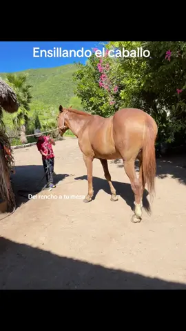 ENSEÑANDO AL NIÑO PARA QUE SEA BUEN VAQUERO 🤠 ASÍ SON LOS DÍAS DEL RANCHERO EN EL CAMPO 👌🏻🫶🏻🫶🏻.  ¿ TE GUSTA ESTE ESTILO DE VIDA ? #viraltiktok #rancho #animal #caballos 