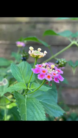 #tiktokcarhackscampaign 