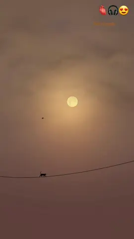 #ethiomuslim #neshida 