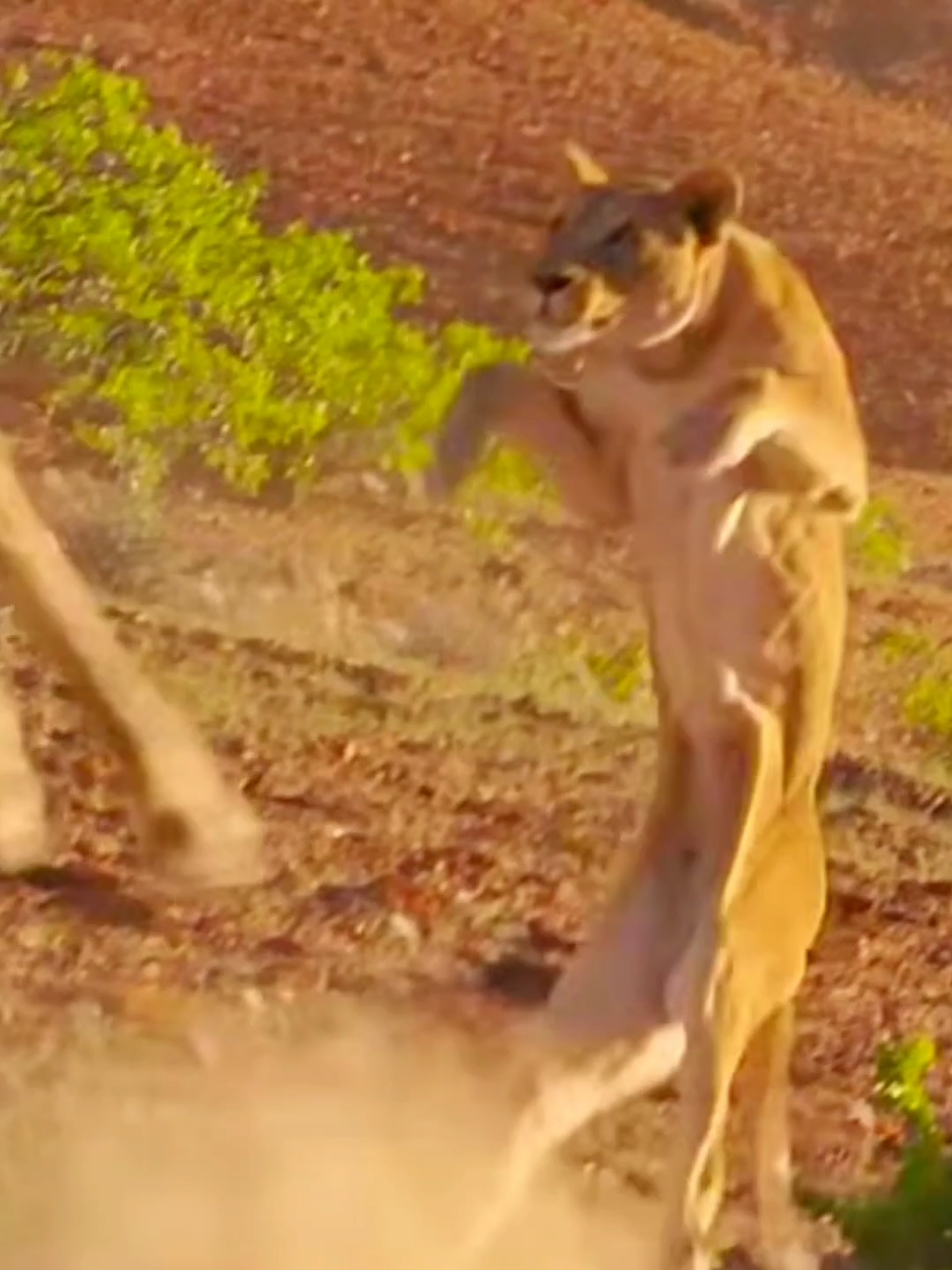Wonderful sounds good nature of #wildlife #animalworld #nature #sounds #foeyoupage 