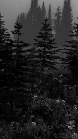 Billie Eilish 🥀🎧 Lovely  #aesthetic #forest #dark #vibes #billieeilish 