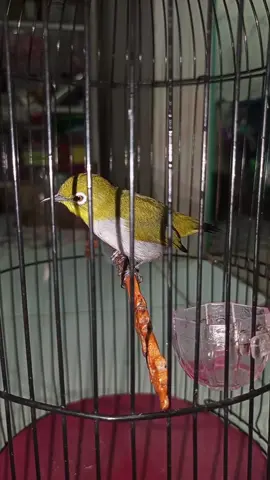 #pleci #plecimaniaindonesia #plecibuxtomi #plecidakun #plecingalas 