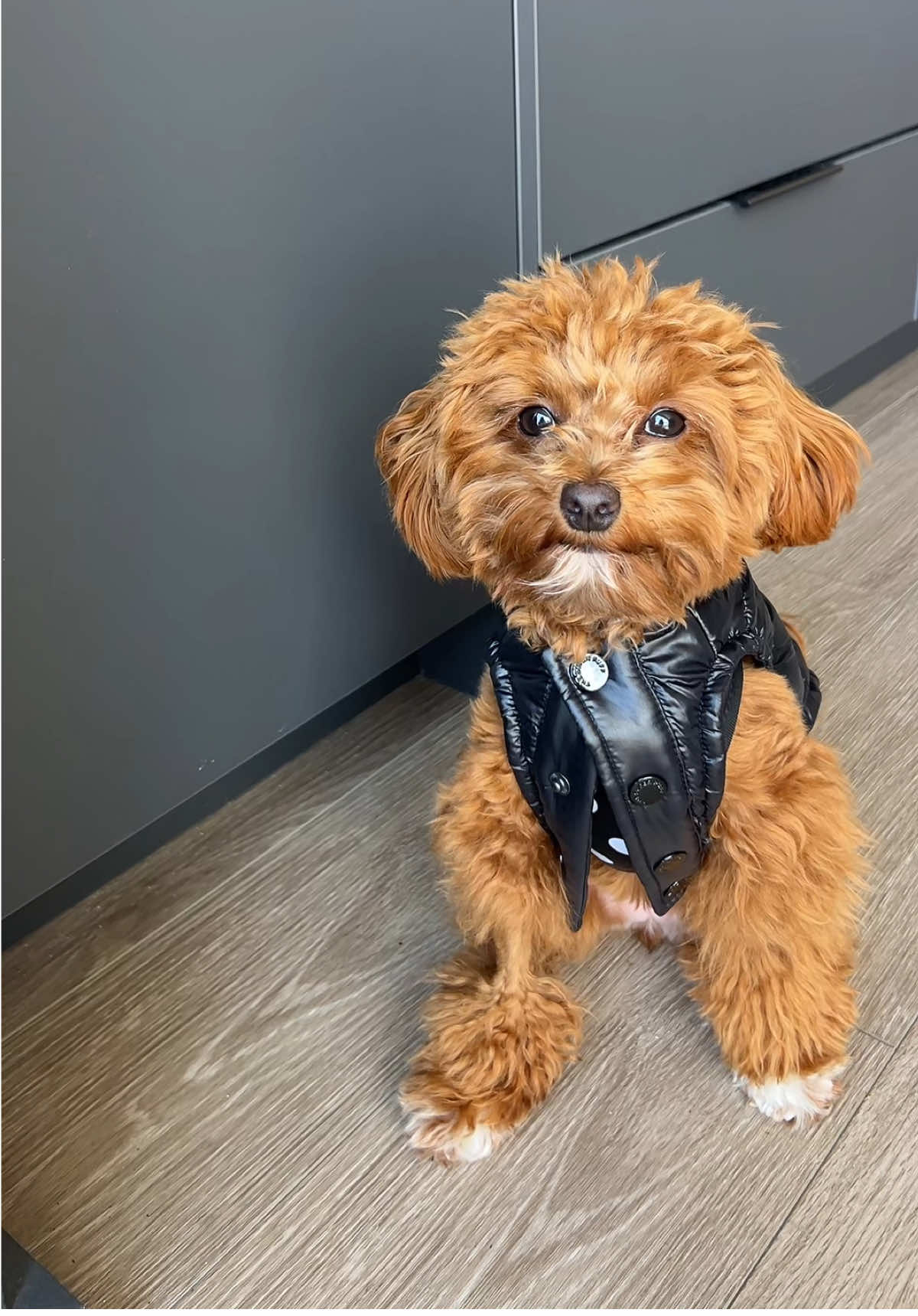 your sign to get you pup a matching super ruff puff from @Aritzia 🩷🩷🩷 #aritzia #puppy #toygoldendoodle #shoppinghaul #nashville 