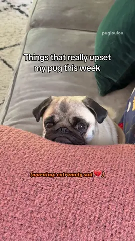 The pug life is not for the weak 😔💔 (according to Mosy) #pug #dog #dogsoftiktok #PetsOfTikTok #pugsoftiktok 