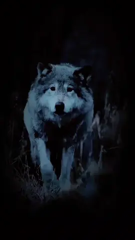 #fyp #foryou #foryoupage #tiktok 