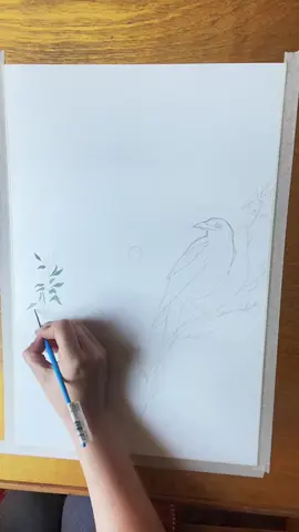 I can’t make a good video to save my life but I can make a good painting occasionally :) #gouacheartist #magpieart #birdart #birdsoftiktok #artistsoftiktok 