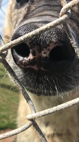 Since I’m going through my camera roll. Here’s a throw back to five years ago ❤️ #hyena #cow #LanguageLearning 