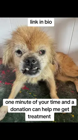 Sawyer. He’s really angry and has every right to be but I have to give him to the vets .  Please donate 
