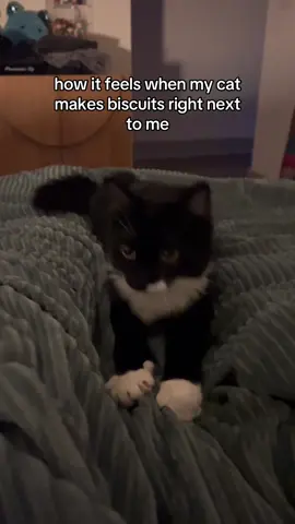 #cat #catsoftiktok #catcatch 