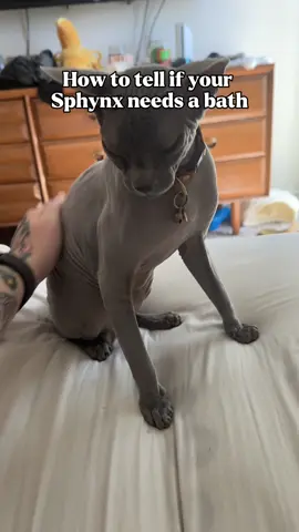 Bath time for you Dmitri you stanky boy  #sphynx #cats #kitty #pets 