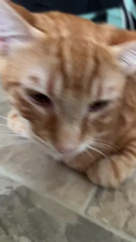 Love hate relationship w my cat 🤣