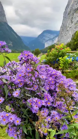 🌸 Lauterbrunnen – A garden in paradise (Part 5) 🏡🇨🇭✨ #switzerland #views #travel #nature #landscape 