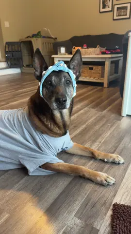 ashley is a FREE RETIRED house *dog* also go follow my mommy on @Whatnot , link in the comments! Use it for $$$ off your first purchase! #k9 #retiredk9 #k9softiktok #DOGS #dogsoftiktok #whatnot #whatnotresell #dobbythehouseelf #dobby 