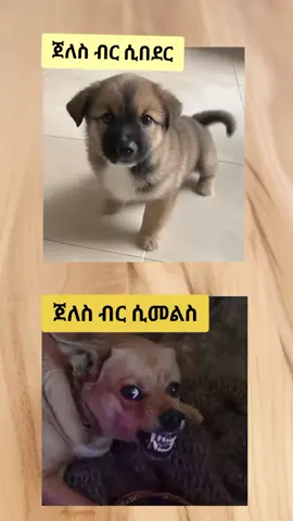ሲበደር vs ሲመልስ #creatorsearchinsights #ethiopian_tik_tok🇪🇹🇪🇹🇪🇹🇪🇹 #addisababa #amharatiktok💚💛❤️ 