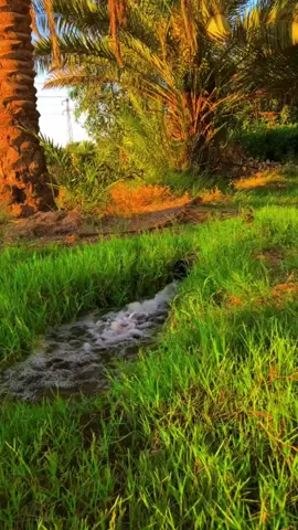 #ريف #العراقية🇮🇶 #اكسبلورexplore #CapCut #بغداد_بصرة_موصل_الكويت_الخليج_دبي_ 