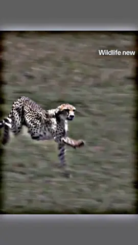 #foryou #video #tigerlover #tigerking 