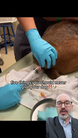 #dogtok #fyp #rescuedog #doggytips #viral 